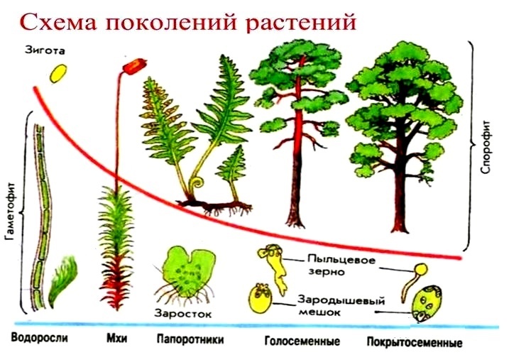 схема поколений растений