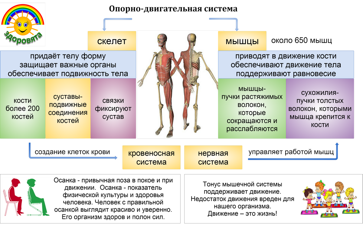 Питание кости обеспечивает. Опорно двигательная система человека анатомия кратко. Функции опорно двигательной системы человека схема. Системы органов особенности строения функции опорно двигательная. Опорно двигательная система человека органы и функции таблица.