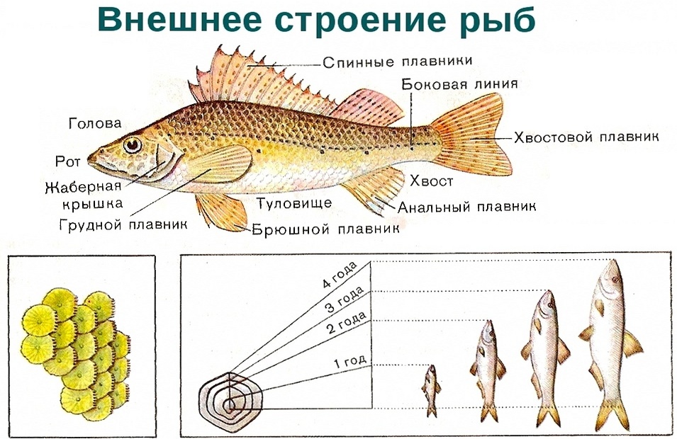 Реферат На Тему Хрящевые Рыбы