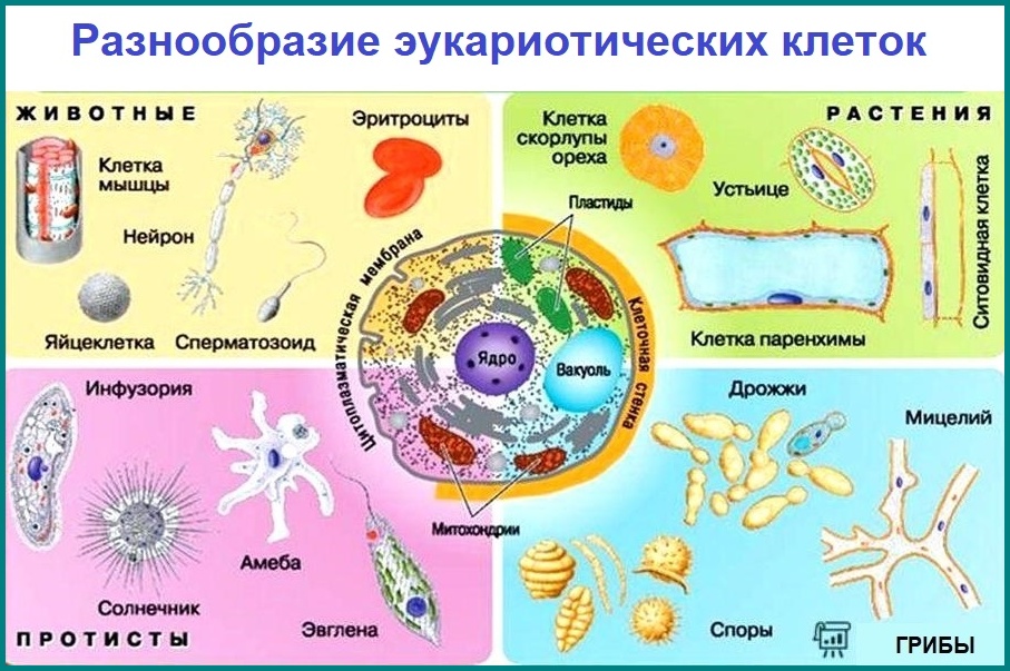 Разнообразие эукариотических клеток