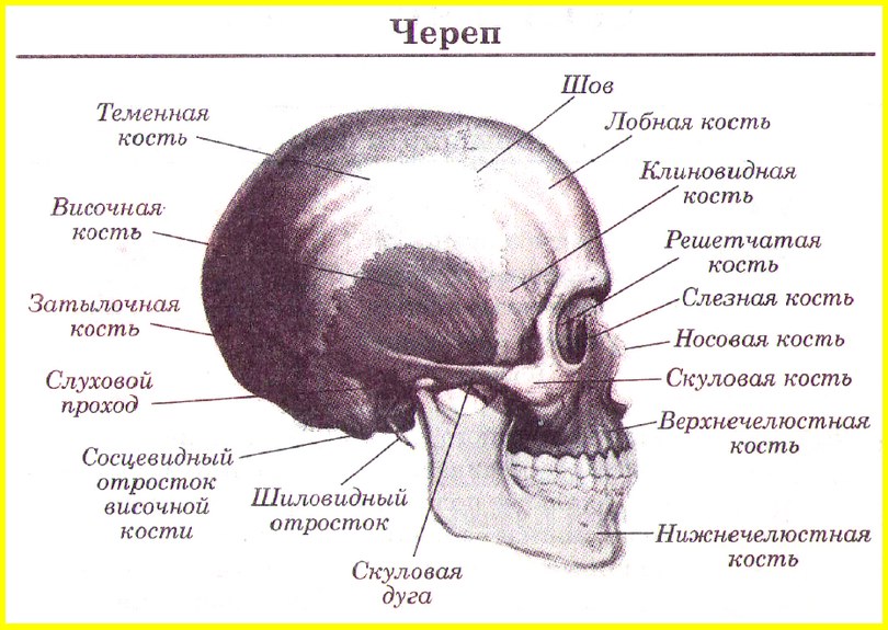 Кость на затылке. Височная кость черепа анатомия человека. Сосцевидный отросток черепа анатомия. Строение черепа сосцевидный отросток. Сосцевидный отросток височной кости анатомия.
