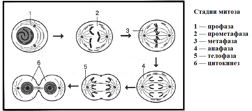 Установите последовательность стадий деления клетки. Фазы митоза схема. Фаза митоза профаза процессы. Деление клетки митоз схема. Деление клеточных ядер митоз мейоз.