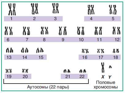 Набор хромосом человека