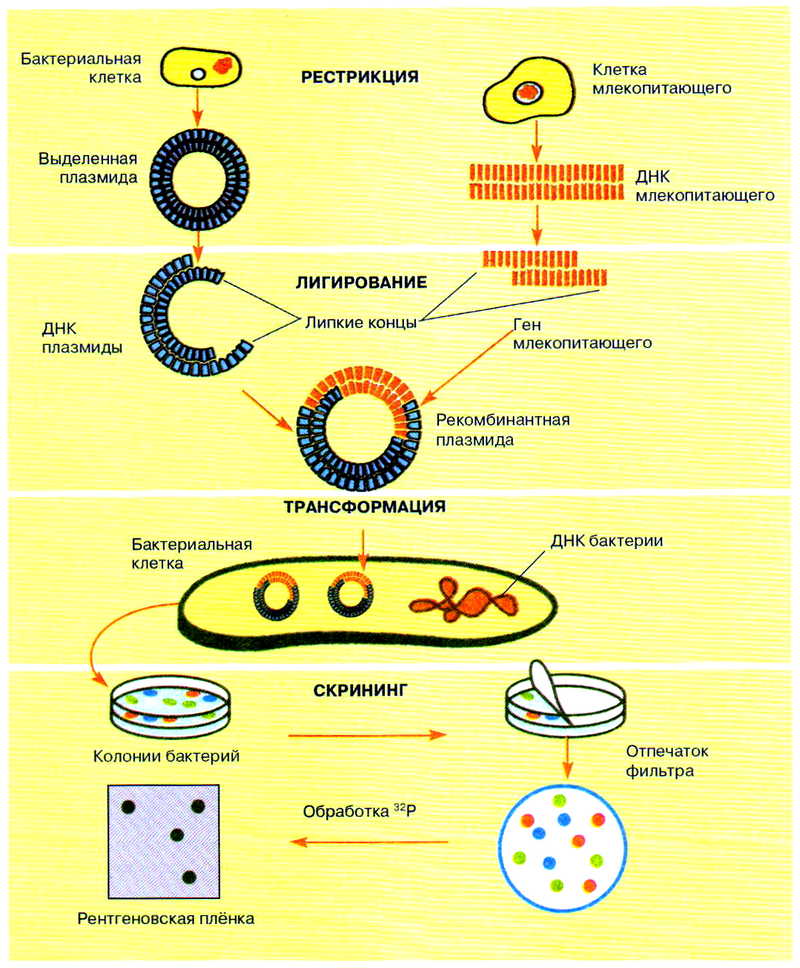Метод рекомбинантных плазмид