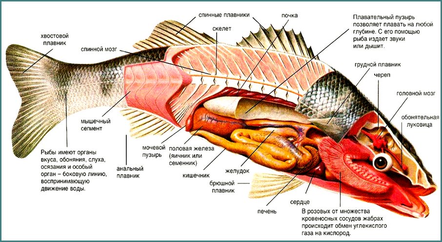 Костные рыбы: строение тела карася
